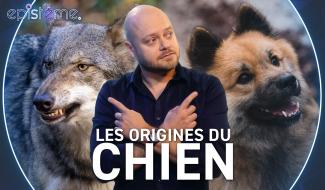 Epistème - Les Origines du Chien