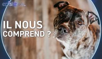 Epistème - Les chiens nous comprennent-ils vraiment ?