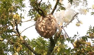 Frelons asiatiques : les pompiers rappellent qu’il est inutile d’appeler le 112 cet hiver