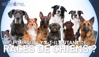 Epistème -  Pourquoi y a-t-il autant de Races de Chiens ?