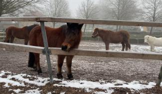 8 animaux saisis à Eupen