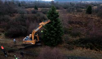 Le sapin du Palais royal coupé ce matin dans les fagnes