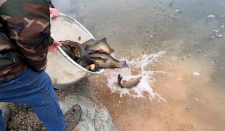 Stavelot: grand retour des poissons aux Etangs