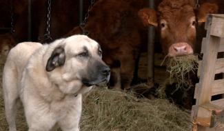 Face au loup, des Bergers d'Anatolie protègent les troupeaux