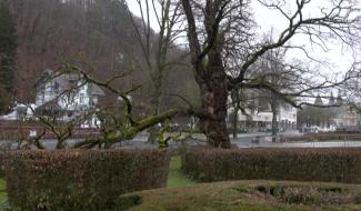 Spa : mobilisation citoyenne pour le dernier robinier du parc de Sept Heures