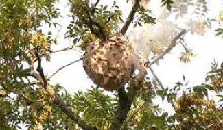 Verviers déploie 700 pièges pour lutter contre le frelon asiatique