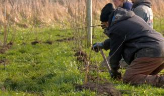 Aubel : 2,5 kilomètres de haies pour la biodiversité