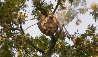 « Waspp », une appli pour lutter contre le frelon asiatique