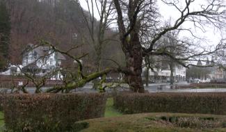 Spa : le dernier robinier du parc de Sept Heures bientôt abattu