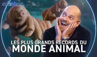 Epistème - Les plus Grands Records du Monde Animal