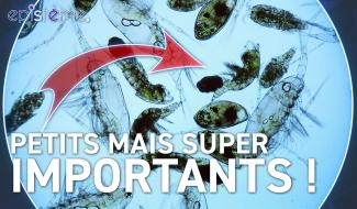 Epistème - Le Phytoplancton