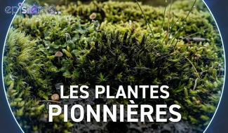 Epistème - Des micro plantes super résistantes