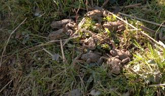 Opération SOS amphibiens