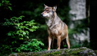Pourquoi le loup est-il présent à Heusy et Stembert?