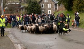 Xhoffraix: transhumance des moutons dans les rues du village