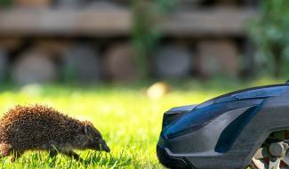 Robots-tondeuses : interdits entre 18h et 9h en Wallonie