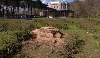 Spa : le dernier robinier du parc de 7 Heures n'est plus
