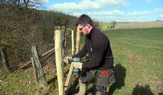 Bullange: des clôtures pour protéger les troupeaux du loup