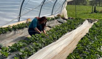 Stavelot: le printemps booste le maraîchage