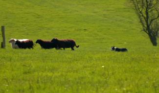 Sourbrodt: les Border Collie au travail!