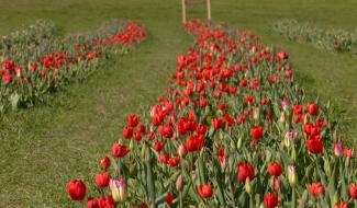 Des fleurs à couper près de chez vous !