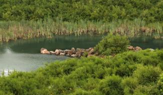 Coo : un chantier industriel devenu refuge pour la biodiversité