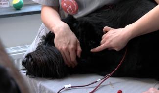 Don de sang animal : une mobilisation essentielle pour sauver chiens et chats