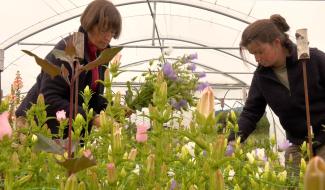 Une ferme florale pour des fleurs locales et de saison!