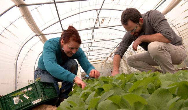 Stavelot: des légumes frais et bio à récolter soi-même