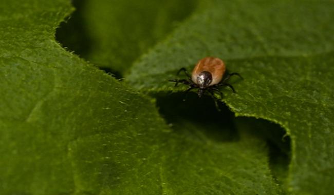 Attention aux tiques, elles sont de plus en plus nombreuses