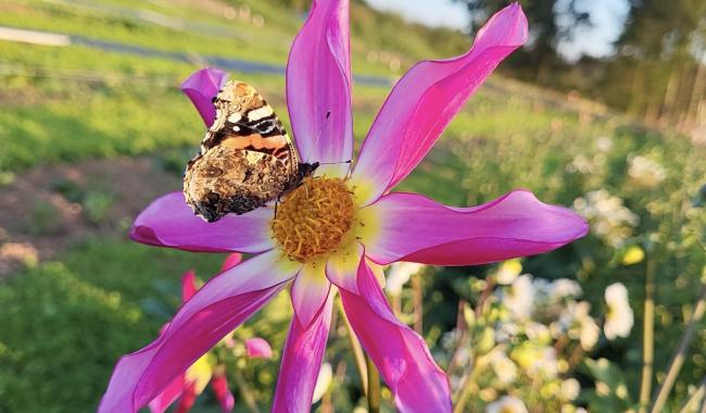 Xhoffraix: des fleurs en circuit court, pour embellir la nature