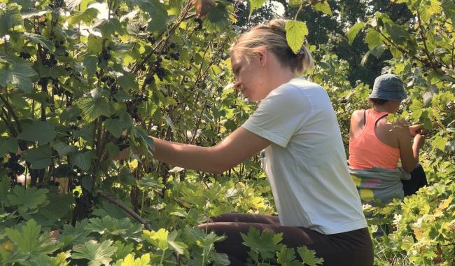 Framboiserie de Malmedy: on cueille le cassis en urgence!