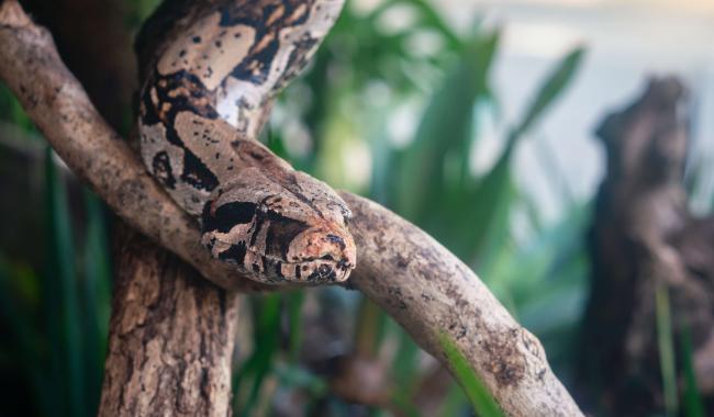 Un boa constricteur capturé près de Stavelot