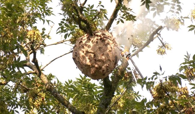 A la chasse aux frelons asiatiques!