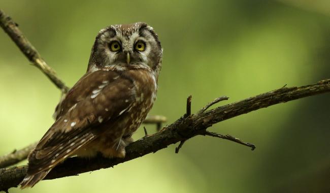 Regard de Luc Gillet sur les oiseaux nocturnes