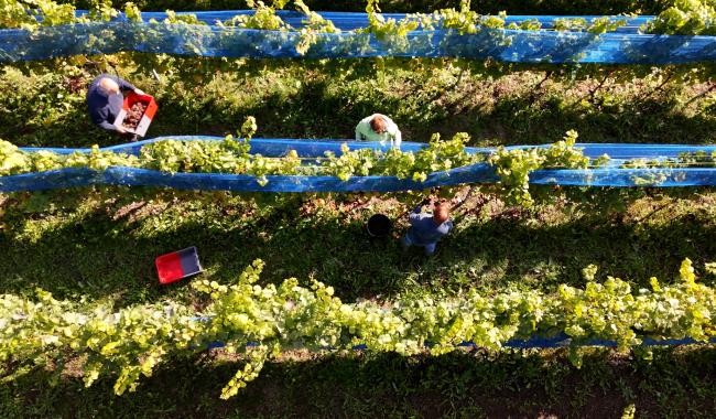 Dison : des vendanges prometteuses chez Vinadis