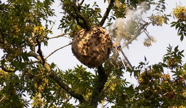 Une prime pour la destruction des nids de frelons asiatiques à Stavelot