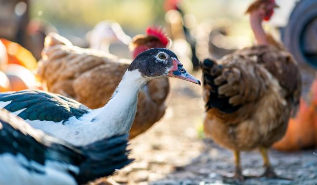Grippe aviaire : la vigilance doit être renforcée en Wallonie