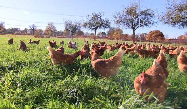 Eupen : une ferme bio se protège contre la grippe aviaire