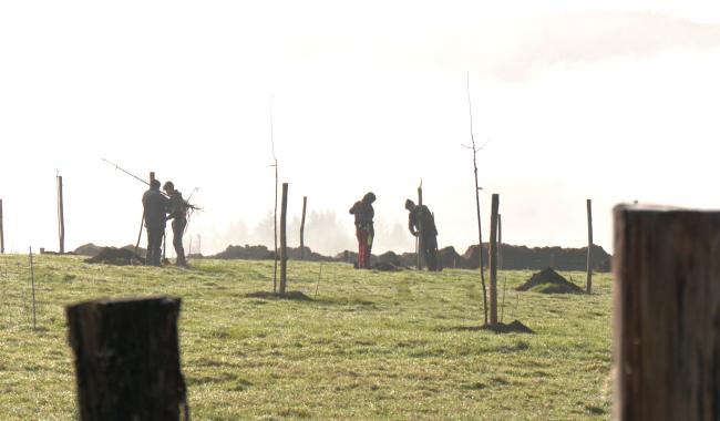 Des arbres plantés à Stoumont grâce à des entreprises