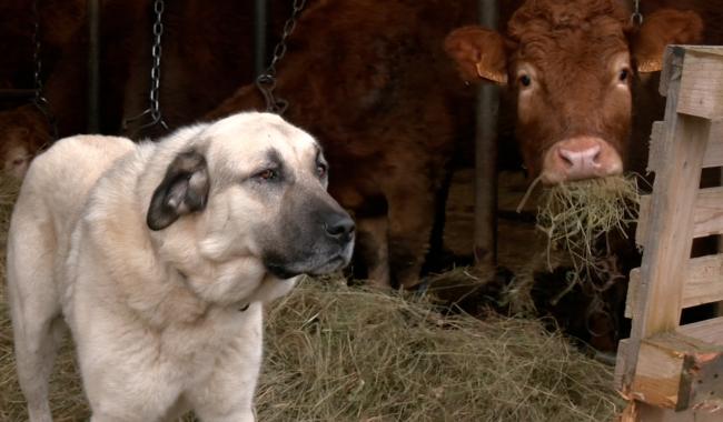 Face au loup, des Bergers d'Anatolie protègent les troupeaux