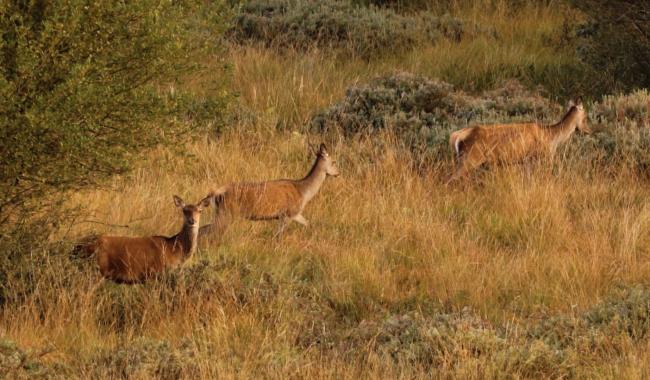 Malmedy: le loup impose de nouveaux plans de tir et des locations de chasse réduites