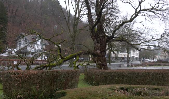 Spa : mobilisation citoyenne pour le dernier robinier du parc de Sept Heures