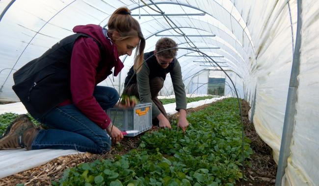 « Oufti Légumes », du local et du frais, 51 semaines par an à Stoumont