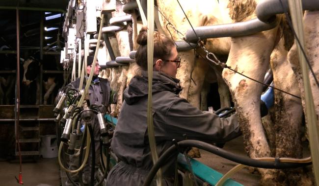 Welkenraedt : la baisse du prix du lait fragilise les éleveurs laitiers