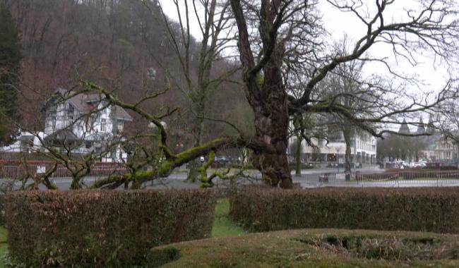 Spa : le dernier robinier du parc de Sept Heures bientôt abattu