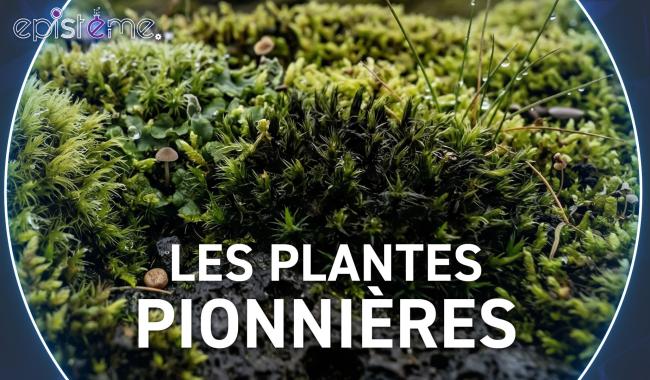Epistème - Des micro plantes super résistantes