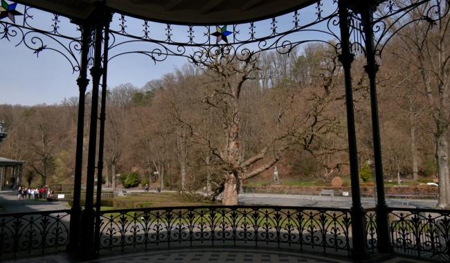 Spa : le sort du dernier robinier du Parc de 7 Heures bientôt scellé