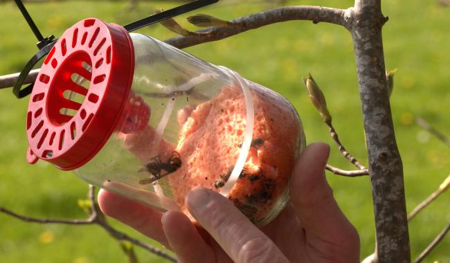 Frelon asiatique : faut-il vraiment piéger à tout prix ?