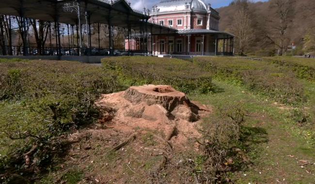 Spa : le dernier robinier du parc de 7 Heures n'est plus